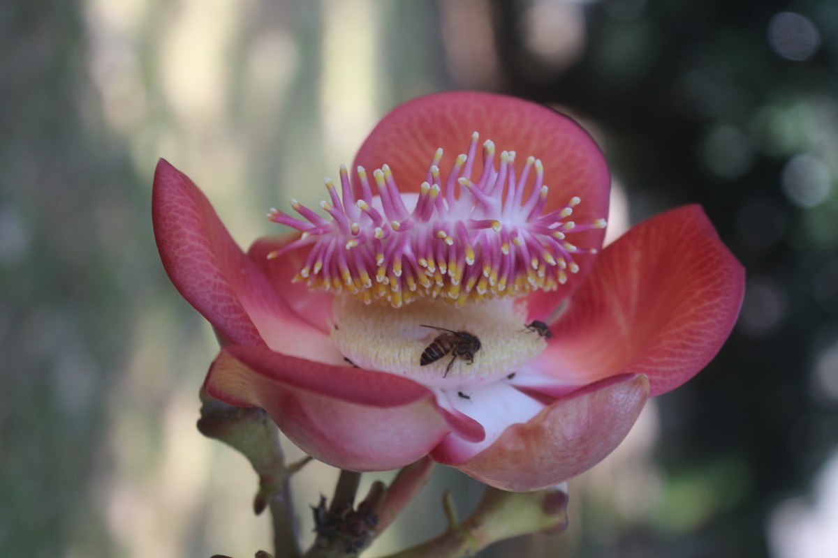 Couroupita guianensis Aubl.